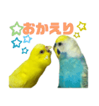 可愛すぎるセキセイインコのスタンプ（個別スタンプ：34）