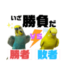 可愛すぎるセキセイインコのスタンプ（個別スタンプ：39）
