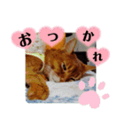はな婆さん（個別スタンプ：36）