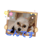 ごん犬スタンプ（個別スタンプ：13）