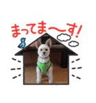 ごん犬スタンプ（個別スタンプ：15）