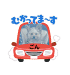 ごん犬スタンプ（個別スタンプ：16）