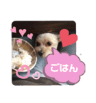 ごん犬スタンプ（個別スタンプ：21）