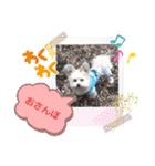 ごん犬スタンプ（個別スタンプ：23）