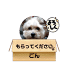 ごん犬スタンプ（個別スタンプ：27）