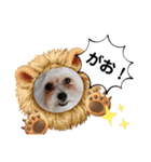 ごん犬スタンプ（個別スタンプ：28）