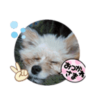 ごん犬スタンプ（個別スタンプ：35）