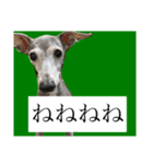 リタのね（個別スタンプ：1）