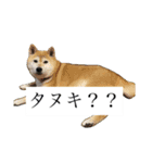 リタのね（個別スタンプ：15）