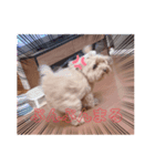 とんかつ犬ココ（個別スタンプ：1）