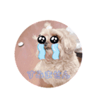 とんかつ犬ココ（個別スタンプ：3）