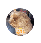 とんかつ犬ココ（個別スタンプ：5）