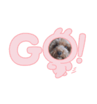 とんかつ犬ココ（個別スタンプ：6）