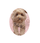 とんかつ犬ココ（個別スタンプ：7）