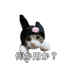 猫日和な猫屋敷オリジナルスタンプ（個別スタンプ：1）