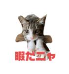 猫日和な猫屋敷オリジナルスタンプ（個別スタンプ：2）