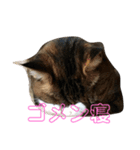 猫日和な猫屋敷オリジナルスタンプ（個別スタンプ：5）