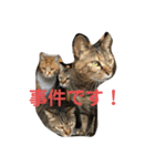 猫日和な猫屋敷オリジナルスタンプ（個別スタンプ：6）