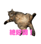 猫日和な猫屋敷オリジナルスタンプ（個別スタンプ：7）
