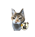 猫日和な猫屋敷オリジナルスタンプ（個別スタンプ：8）