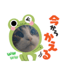 メインクーン6歳おちゃめな男の子☆（個別スタンプ：5）