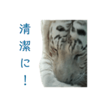 いしかわ動物園 3  ホワイトタイガー編（個別スタンプ：3）