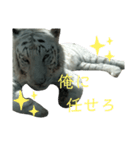 いしかわ動物園 3  ホワイトタイガー編（個別スタンプ：16）