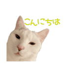 ほぼ白猫のしらすちゃんの日常（個別スタンプ：1）