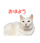 ほぼ白猫のしらすちゃんの日常（個別スタンプ：2）