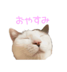 ほぼ白猫のしらすちゃんの日常（個別スタンプ：4）