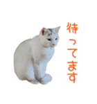 ほぼ白猫のしらすちゃんの日常（個別スタンプ：6）