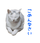 ほぼ白猫のしらすちゃんの日常（個別スタンプ：7）