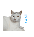 ほぼ白猫のしらすちゃんの日常（個別スタンプ：10）