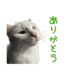 ほぼ白猫のしらすちゃんの日常（個別スタンプ：13）