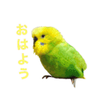 セキセイインコのチロル（個別スタンプ：1）