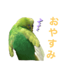 セキセイインコのチロル（個別スタンプ：2）