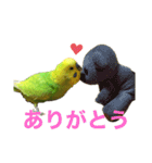 セキセイインコのチロル（個別スタンプ：3）
