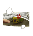 セキセイインコのチロル（個別スタンプ：4）