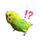 セキセイインコのチロル（個別スタンプ：5）