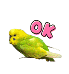 セキセイインコのチロル（個別スタンプ：6）