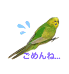 セキセイインコのチロル（個別スタンプ：7）