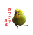 セキセイインコのチロル（個別スタンプ：8）