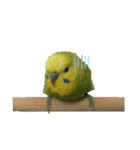 セキセイインコのチロル（個別スタンプ：9）