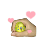 セキセイインコのチロル（個別スタンプ：10）