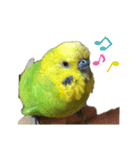 セキセイインコのチロル（個別スタンプ：11）