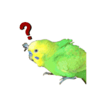 セキセイインコのチロル（個別スタンプ：12）