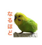 セキセイインコのチロル（個別スタンプ：13）