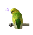 セキセイインコのチロル（個別スタンプ：14）