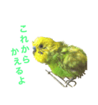 セキセイインコのチロル（個別スタンプ：15）