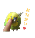 セキセイインコのチロル（個別スタンプ：16）